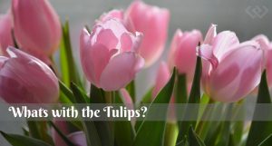 tulips, Flowers, Whidbey Island, Langley 